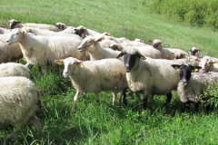 chov oviec
