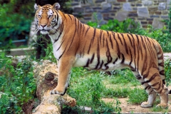 tiger dzunglovy